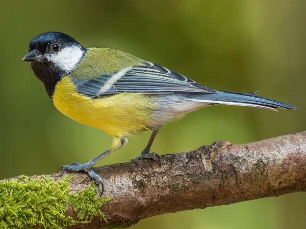 Vogels in de lente | Deli Nature Greenline