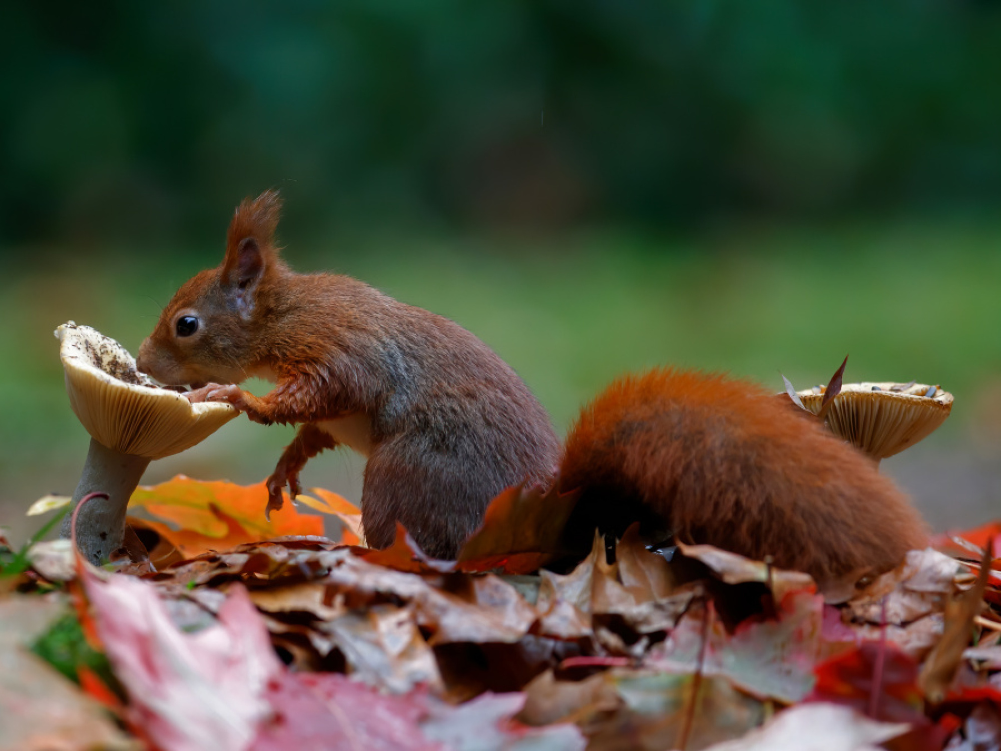 Wat eten eekhoorns? | Deli Nature Greenline